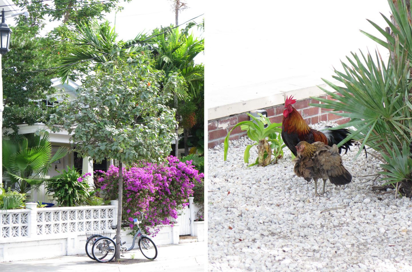 Key West Chickens