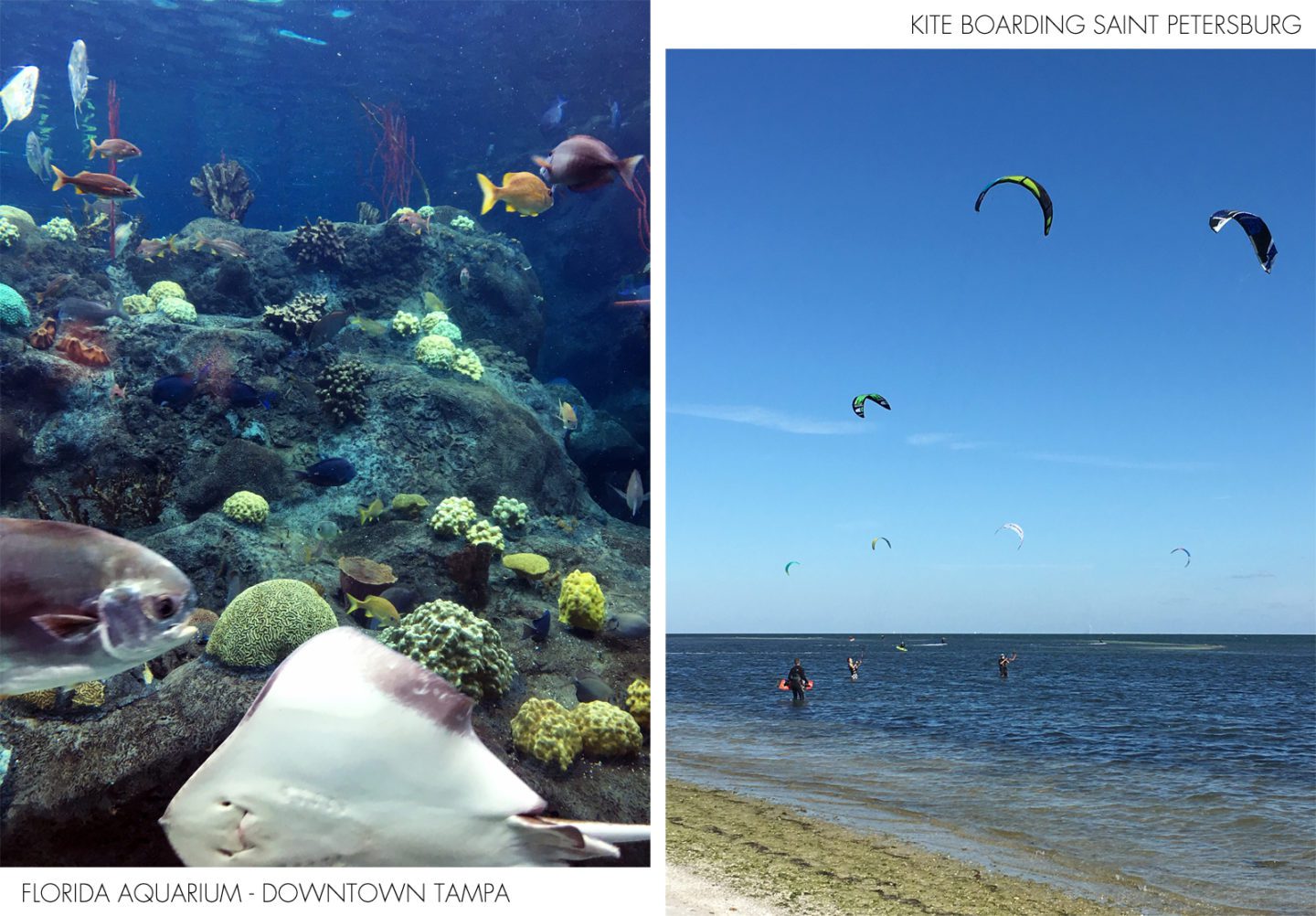 Tampa Aquarium and Saint Petersburg Kiteboarding