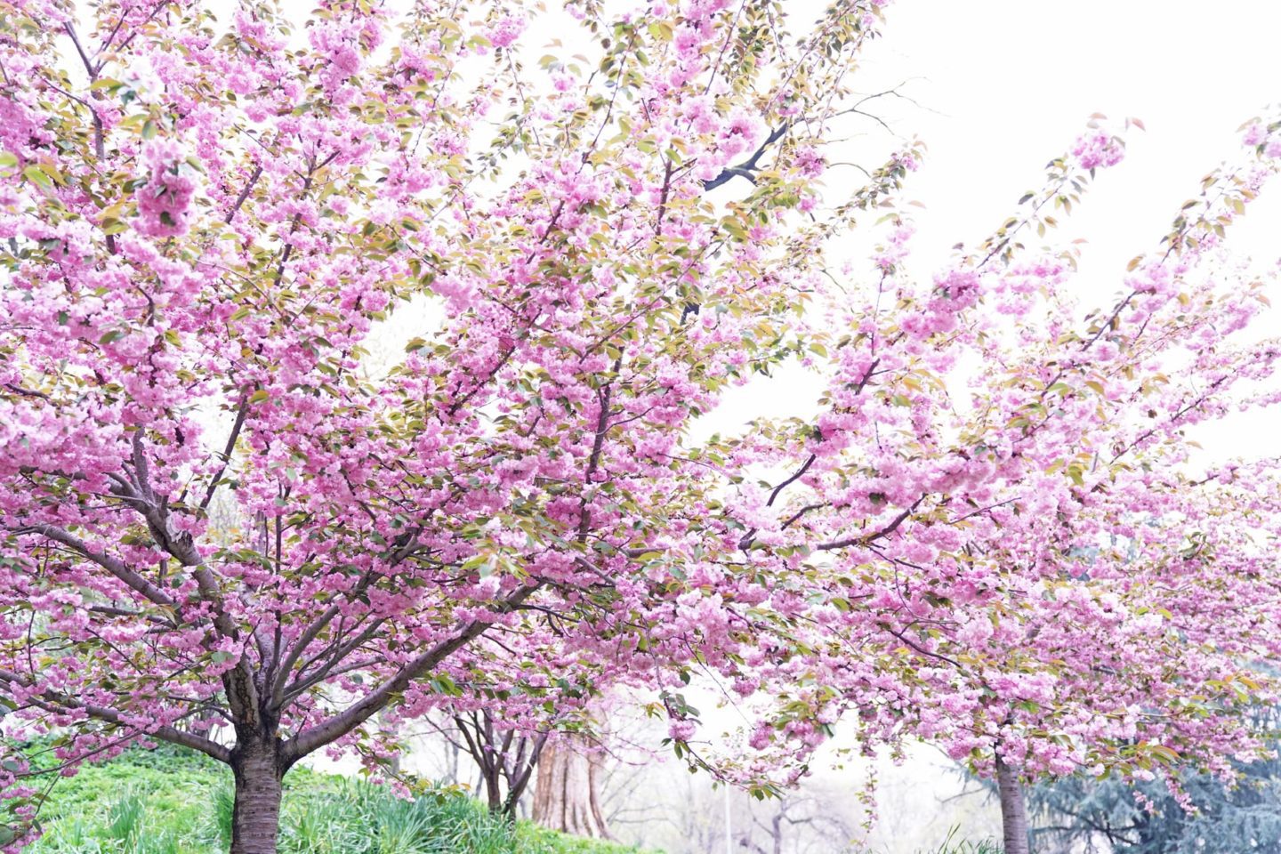 Cherry Blossom Trees Spring NYC | Skin Glow Find