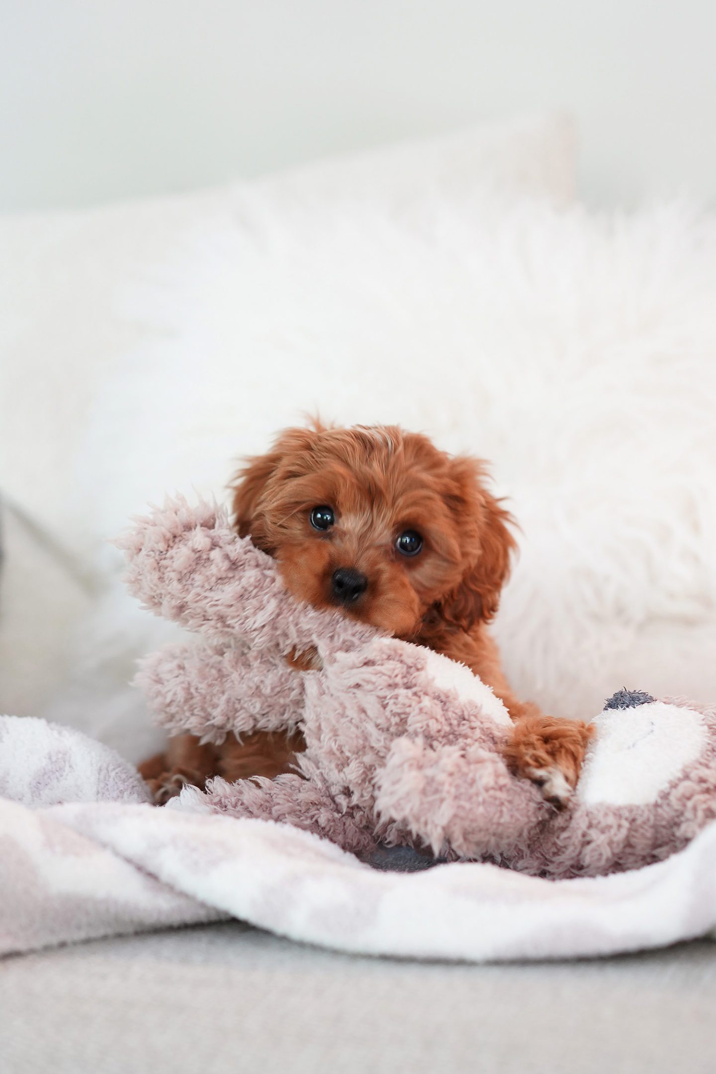 Cavapoo Puppy 9 Weeks Ollie