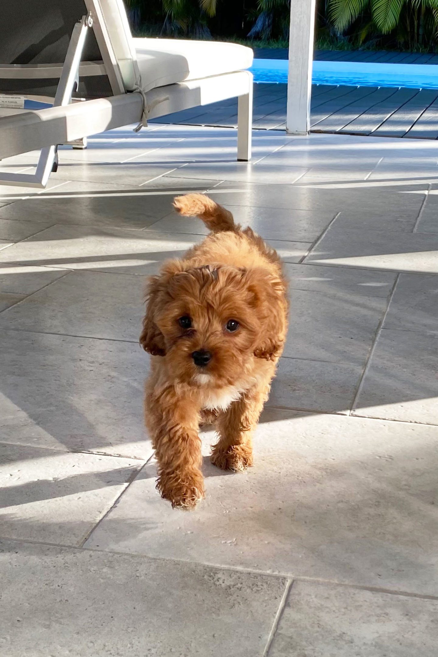 Cavapoo Puppy 9 Weeks Ollie