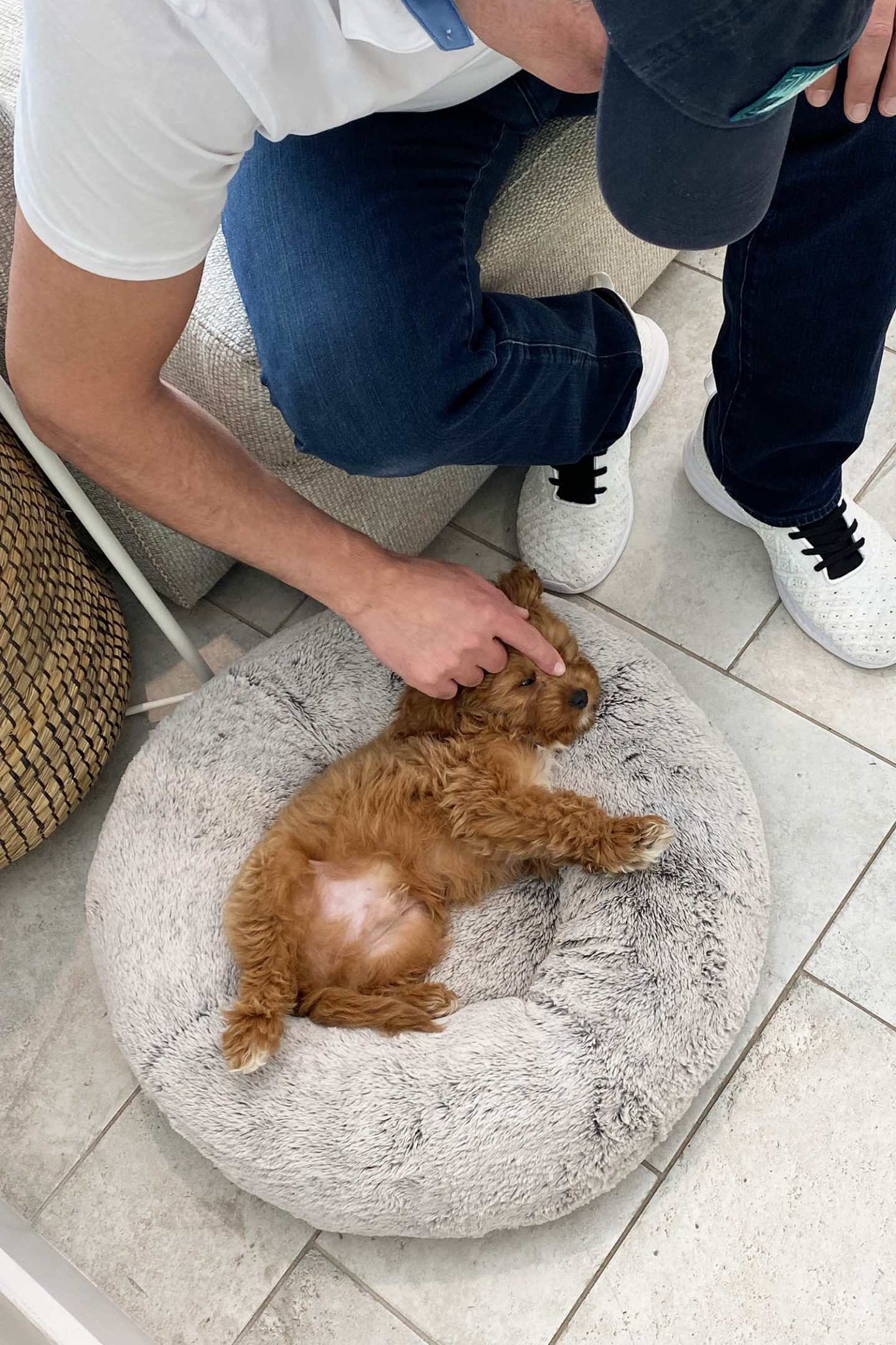 Cavapoo Puppy 9 Weeks Ollie Donut Bed