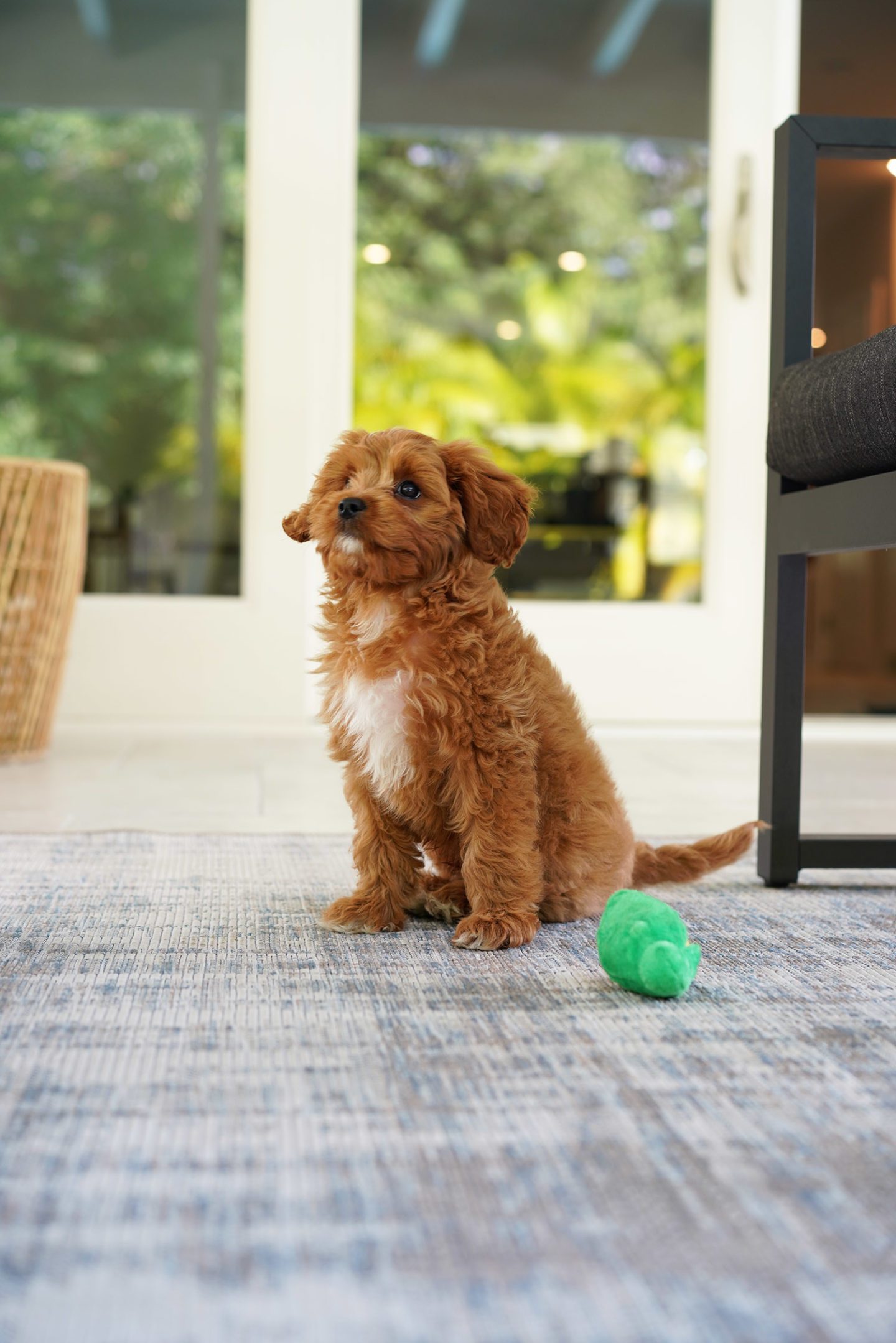 Cavapoo Puppy Ollie Ruby and White