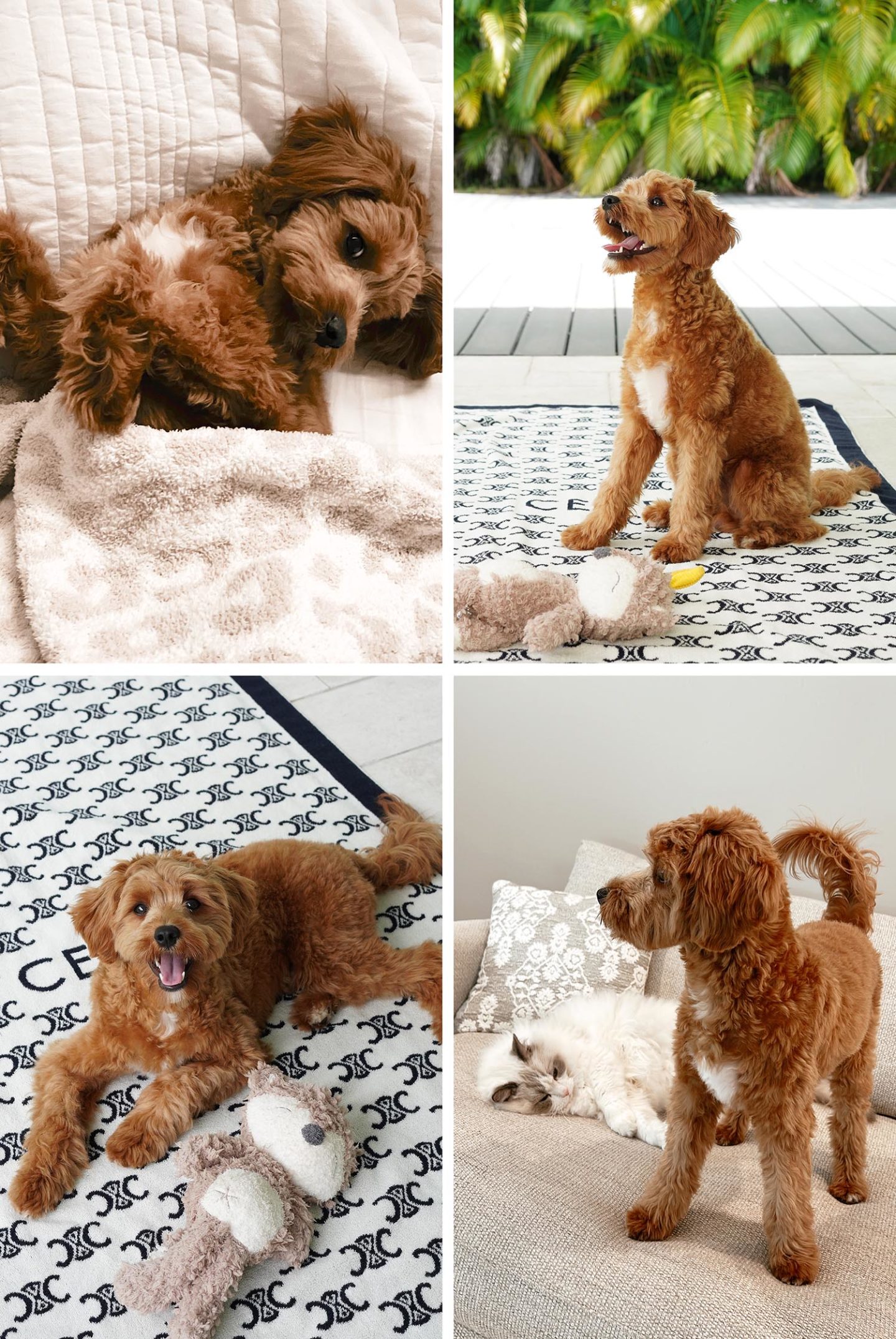 Cavapoo 7 months old