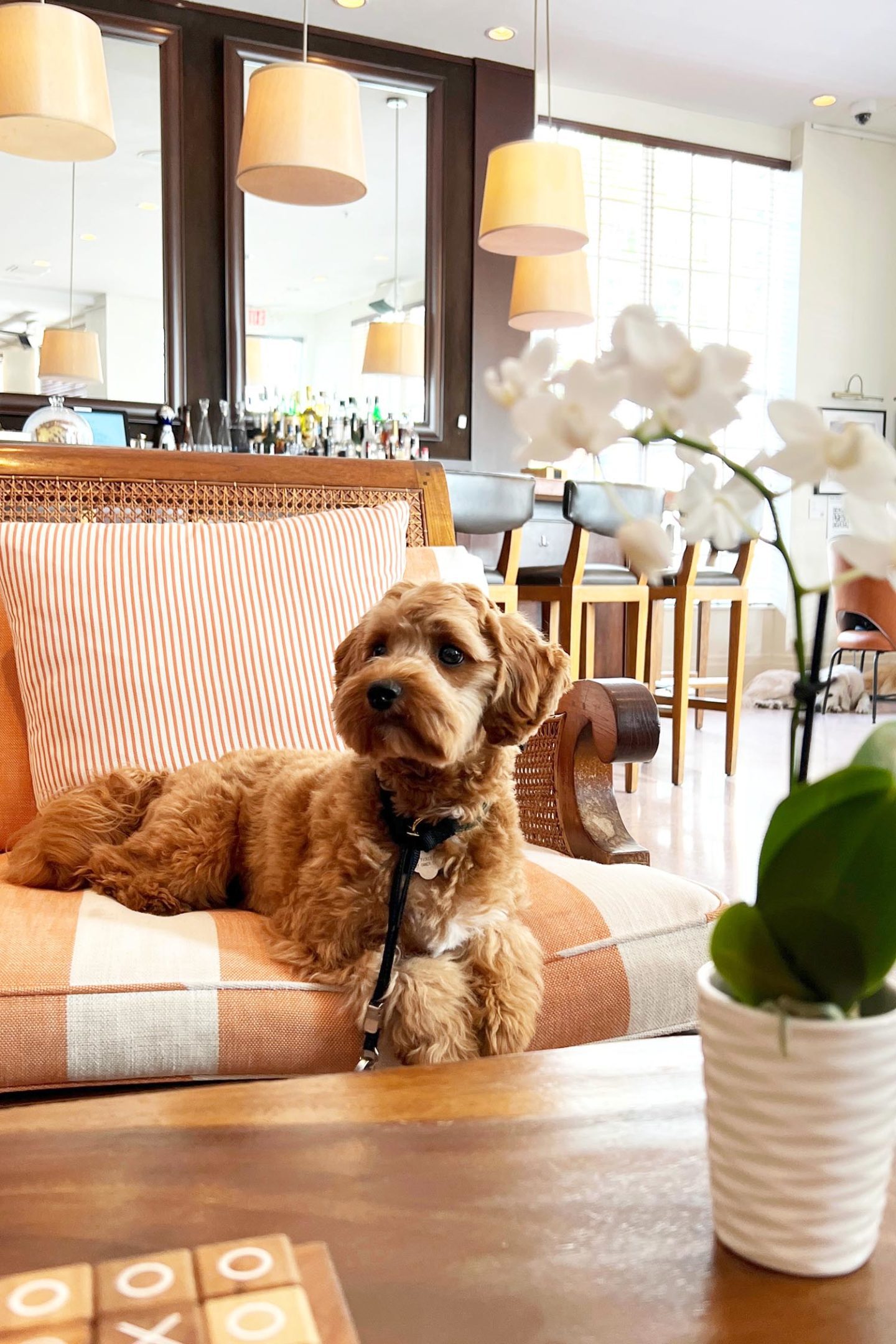 The Betsy Hotel South Beach Ollie Cavapoo 